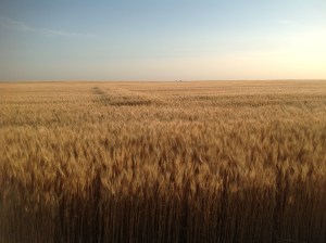 N-Rich strip very evident in field west of Alva.  N-Rich 70 bu/ac Farmer Practice 38 bu/ac.