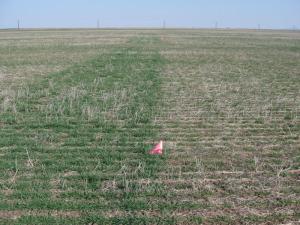N-Rich Strip in no-till wheat near Hobart OK.