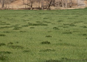 Cow Pox, Image courtesy Kaitlyn Nelson 