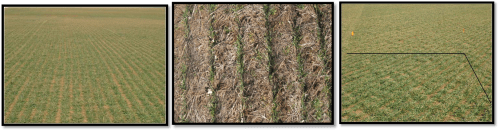 Winter Wheat and Nitrogen Rich Strips.