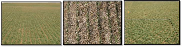 Winter Wheat and Nitrogen Rich Strips.