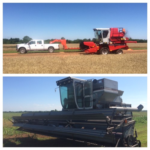 While all plots are cut with the 8XP, for cleanup we borrowed a few Gleaners when available.