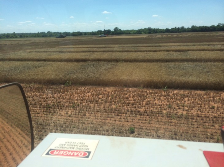 In this you can see the impact of fertility on freeze damage.  The dark plots survived the freeze, the light did not and were full of smaller tiller heads.  In the end no major yield differences. 