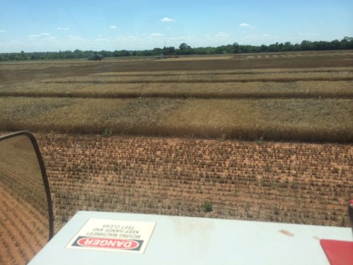 In this you can see the impact of fertility on freeze damage. The dark plots survived the freeze, the light did not and were full of smaller tiller heads. In the end no major yield differences.