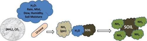 Graphic of Urea's conversion to plant available ammonium.