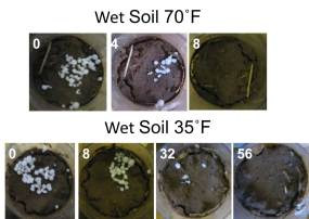Wet Soil