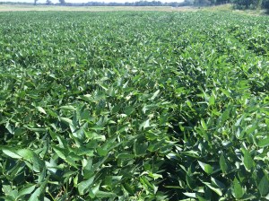 Soybeans at LCB on August 4th. 