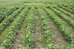 The Check plot at LCB were plants noticeably a bit smaller and more yellow than the neighbors with phosphorus.  