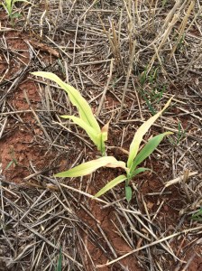 Atrazine injury in sorghum. Heavy rains followed application. Pic via Rick Kochenower.