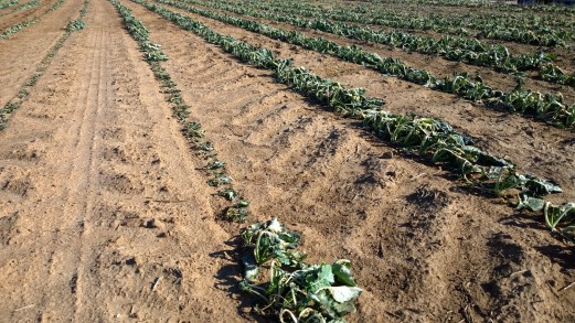 Uneven canola emergence. Canola on left emerged later and did not have enough time to put on adequate growth (Photo courtesy of Josh Bushong) 