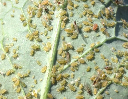 Green Peach Aphid OK 2013 (2)